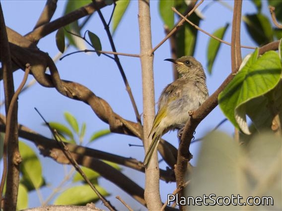 Brown Honeyeater (Lichmera indistincta)