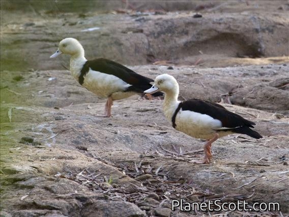 Radjah Shelduck (Tadorna radjah)