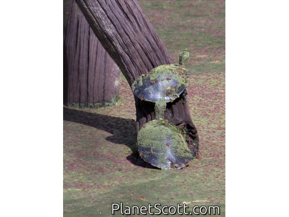 Kreffts Short-necked Turtle (Emydura krefftii)