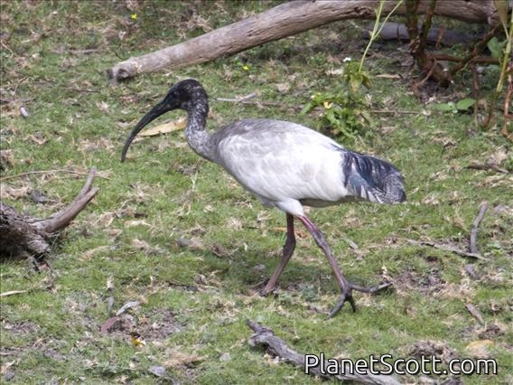 Australian Ibis (Threskiornis molucca)