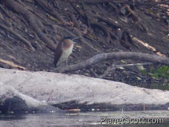 Rufous Night-Heron (Nycticorax caledonicus)