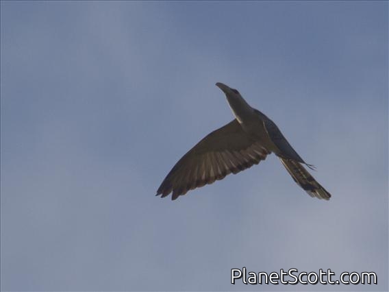 Channel-billed Cuckoo (Scythrops novaehollandiae)