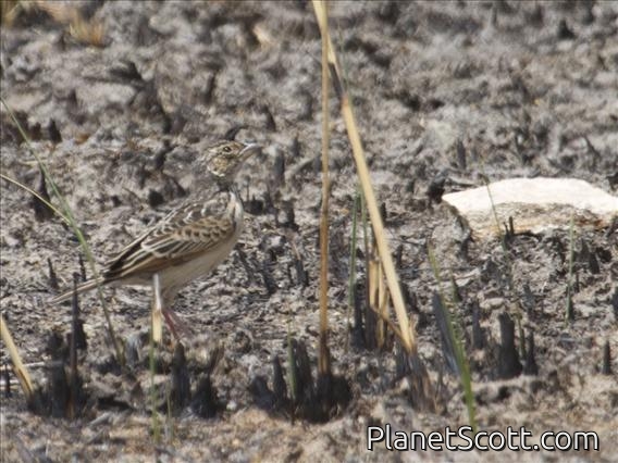 Singing Bushlark (Mirafra javanica)
