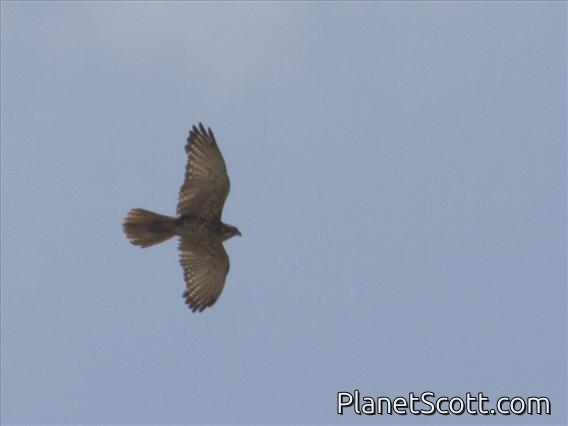 Brown Falcon (Falco berigora)