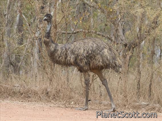 Emu (Dromaius novaehollandiae)