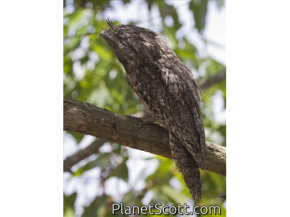 Tawny Frogmouth (Podargus strigoides)