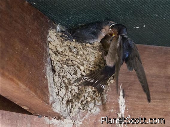 Welcome Swallow (Hirundo neoxena)