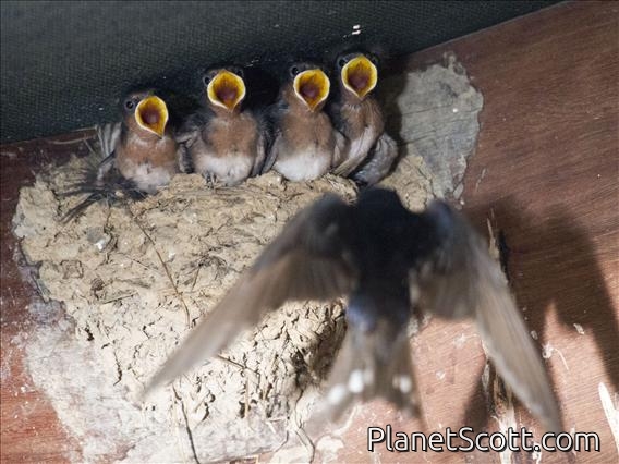 Welcome Swallow (Hirundo neoxena)