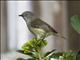 Mountain Thornbill (Acanthiza katherina)