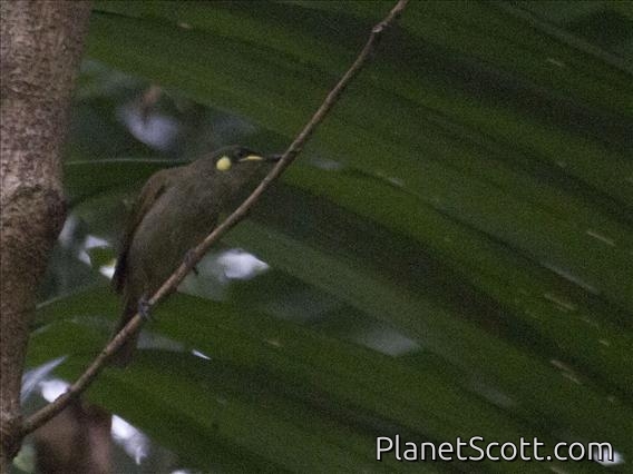 Graceful Honeyeater (Meliphaga gracilis)