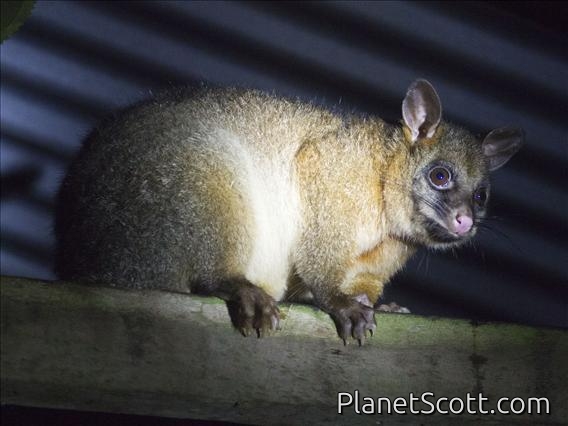 Common Brushtail Possum (Trichosurus vulpecula)