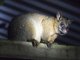 Common Brushtail Possum (Trichosurus vulpecula)