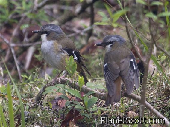 Gray-headed Robin (Heteromyias cinereifrons)