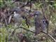 Gray-headed Robin (Heteromyias cinereifrons)