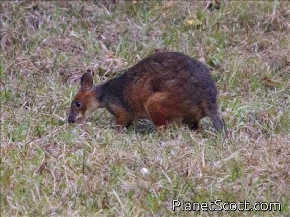Red-legged Pademelon (Thylogale stigmatica)