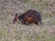 Red-legged Pademelon (Thylogale stigmatica)