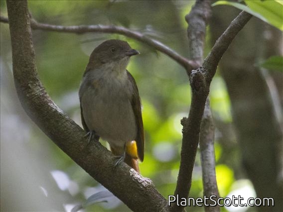 Golden Bowerbird (Amblyornis newtoniana)