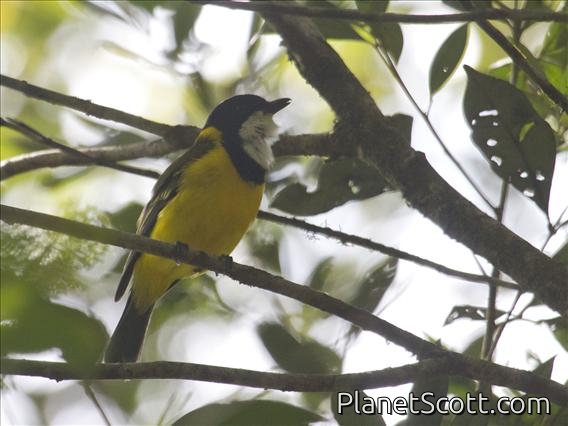 Golden Whistler (Pachycephala pectoralis)
