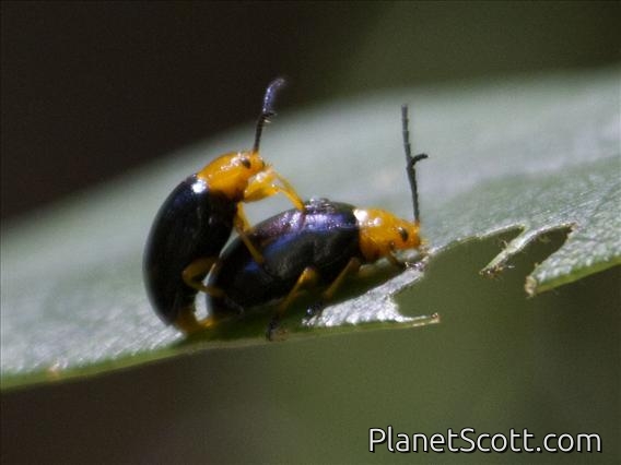 Leaf Beetle (Lamprolina sp)