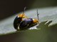 Leaf Beetle (Lamprolina sp)