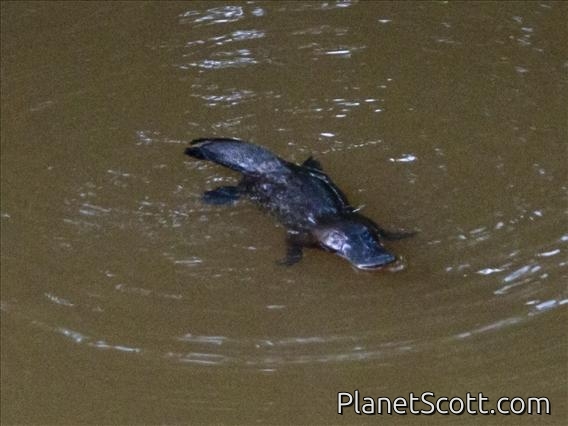 Platypus (Ornithorhynchus anatinus)
