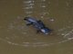 Platypus (Ornithorhynchus anatinus)