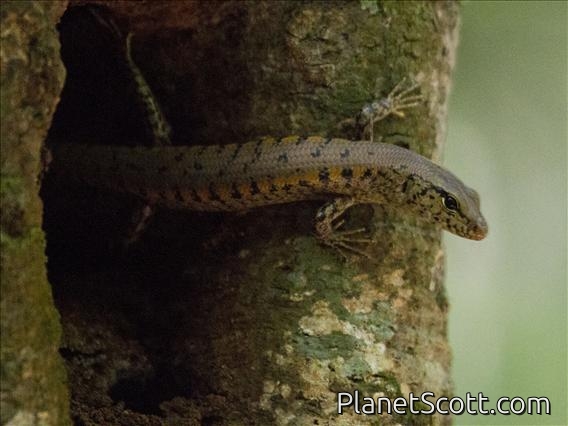 Unidentified Skink - Mount Hypipamee National Park