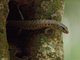 Yellow-blotched Forest Skink (Concinnia tigrina)