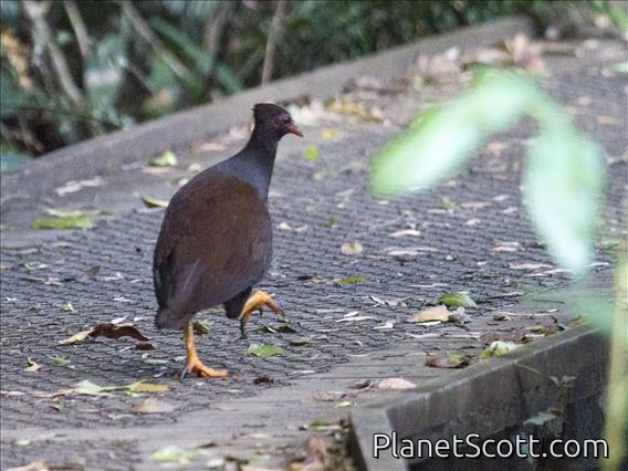 Orange-footed Scrubfowl (Megapodius reinwardt)