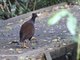 Orange-footed Scrubfowl (Megapodius reinwardt)