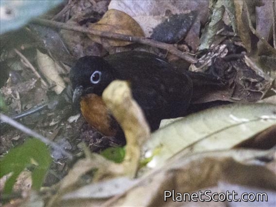 Chowchilla (Orthonyx spaldingii)