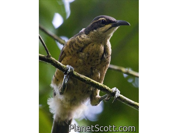 Victoria's Riflebird (Ptiloris victoriae) - Female
