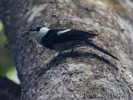 Pied Monarch (Arses kaupi)