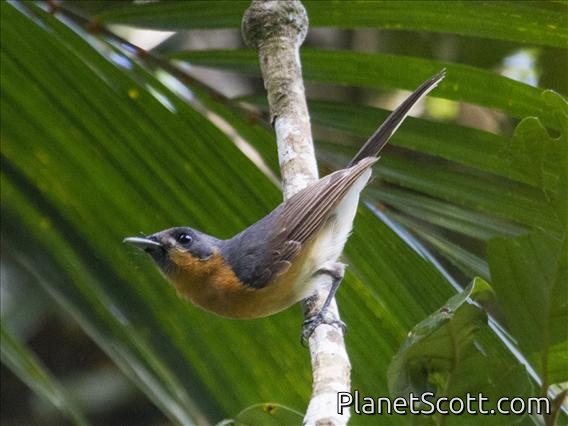 Spectacled Monarch (Symposiachrus trivirgatus)