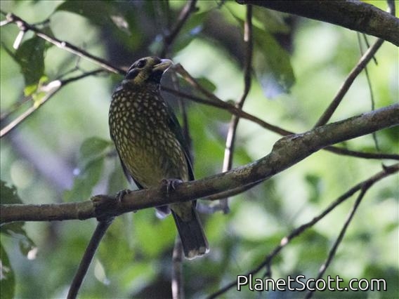 Spotted Catbird (Ailuroedus maculosus)