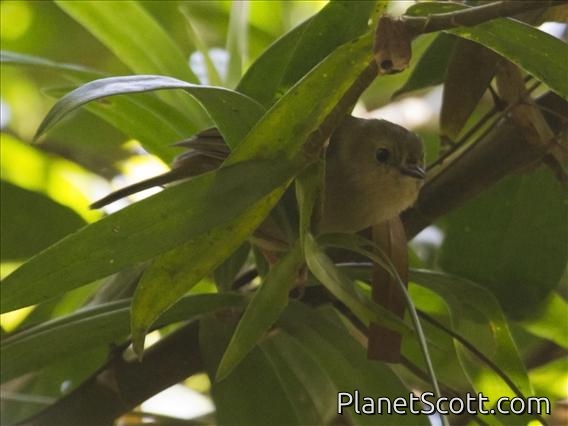 Large-billed Scrubwren (Sericornis magnirostra)