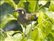 Yellow-spotted Honeyeater (Meliphaga notata)
