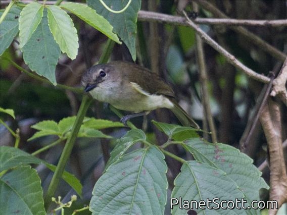 Large-billed Gerygone (Gerygone magnirostris)