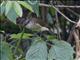 Large-billed Gerygone (Gerygone magnirostris)