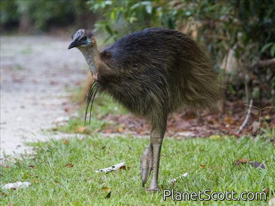 Southern Cassowary (Casuarius casuarius)