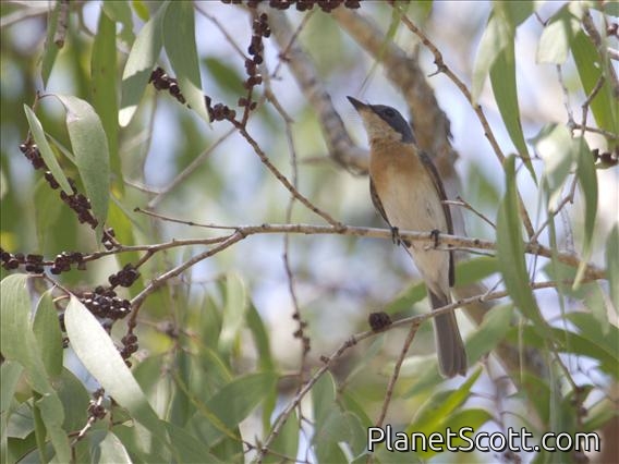 Leaden Flycatcher (Myiagra rubecula) - Female