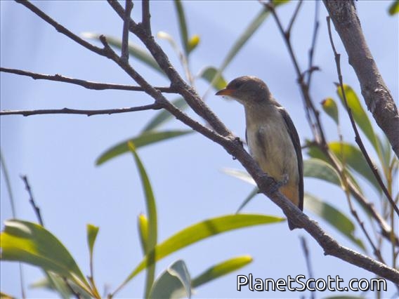 Mistletoebird (Dicaeum hirundinaceum)