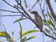 Mistletoebird (Dicaeum hirundinaceum)
