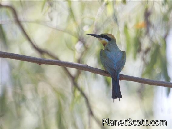 Rainbow Bee-eater (Merops ornatus)