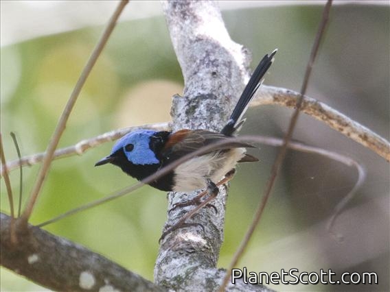 Lovely Fairywren (Malurus amabilis) - Male