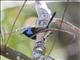Lovely Fairywren (Malurus amabilis) - Male