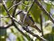 Varied Triller (Lalage leucomela)