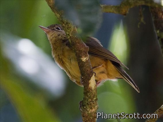 Rufous Shrike-thrush (Colluricincla megarhyncha)