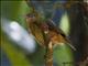 Rufous Shrike-thrush (Colluricincla megarhyncha)
