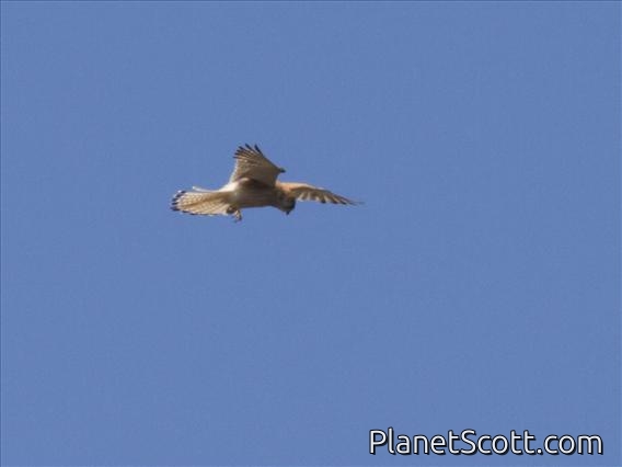 Australian Kestrel (Falco cenchroides)